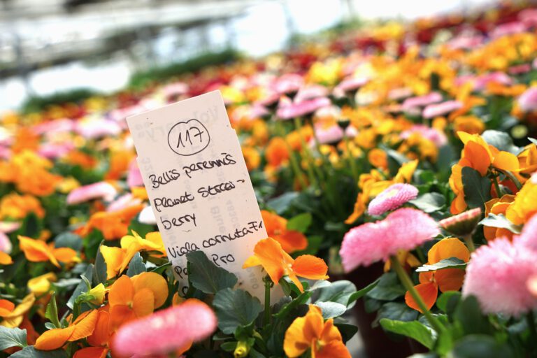 BellisViolaCornutaRottweil