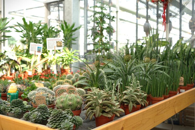 KakteenSukkulentenRottweil