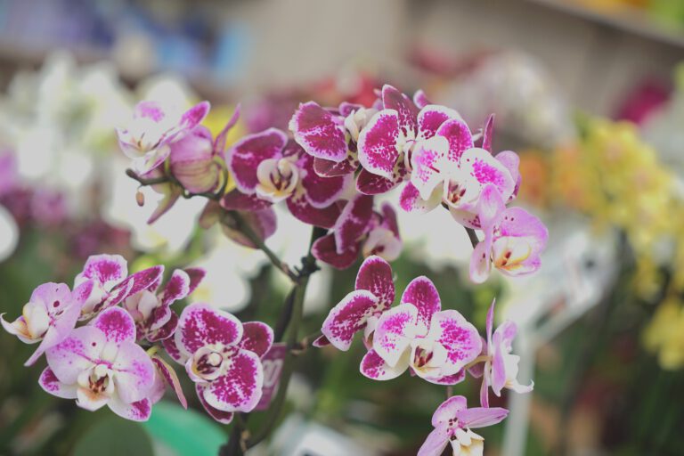 OrchideenTopfpflanzenRottweil