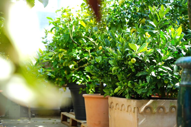 UeberwinterungRottweil